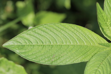 The texture and fresh leaf
