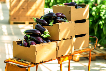 
eggplant in boxes in an industrial greenhouse