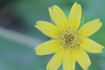 Obraz premium The Beautiful yellow flowers
