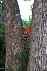 Figure of a squirrel on a tree.