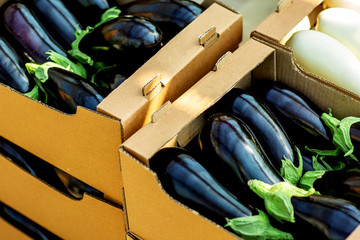 
eggplant in boxes in an industrial greenhouse