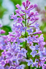 Obraz premium lilac flowers macro on a nature background vertical