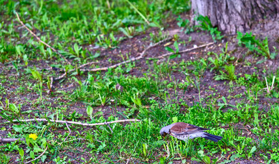 Obraz premium Blackbird sitting in the grass General plan color