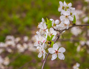 Flowering branch apricots 