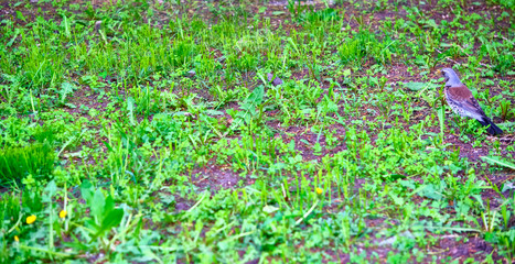 Blackbird sitting in the grass General plan color