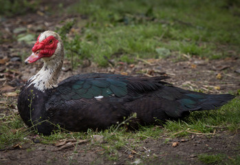 Black and red male duck, sick resting in the sun.