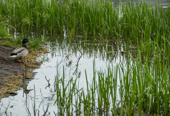 
wild duck enters the lake
