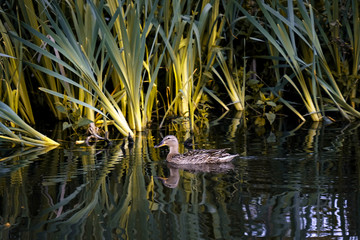 A duck swimming in a pond full of plants during sunset