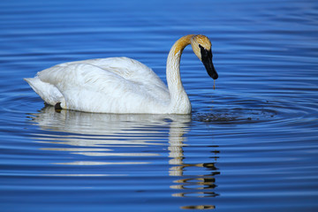 Trumpeter swan in Yellowstone National Park, Wyoming