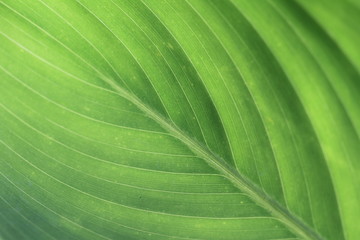 The texture and fresh leaf