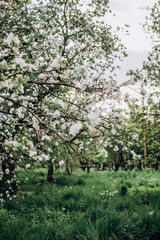 blooming white apple tree garden countryside spring