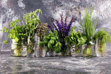 Fresh various herbs in glasses on a rustic background. Basil, flower sage, thyme, oregano, dill,...