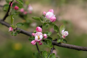 Apple blossom in spring garden, selective focus. White and pink flowers and buds on a branch