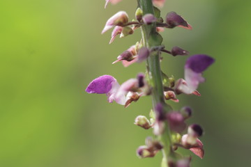 The beautiful flowers
