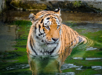 Panthera tigris altaica (siberian tiger) in water, close up