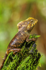 Fototapeta premium Female smooth helmeted iguana (Corytophanes cristatus) sitting on a stump