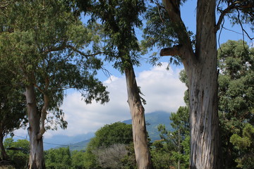 Fototapeta premium Eucalypts on the black sea coast of the Caucasus.