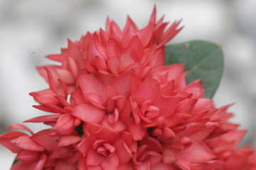 The beautiful red flowers