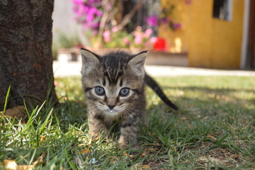 GATO BEBE