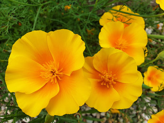 Close-up of yellow flowers Eschscholzia californica.