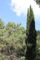 Fototapeta premium Eucalyptus, cypress and pine trees on the black sea coast of the Caucasus.
