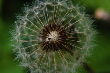 MACRO dandelion seed head 