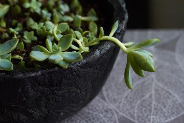 Green succulent plant in modern black concrete planter on kitchen background, selective focus