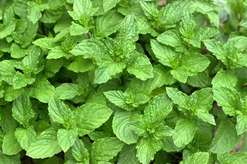 Top mojito mint leaves closeup. View from above