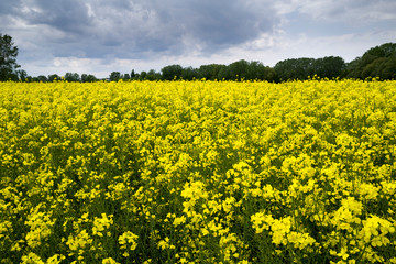 Obraz premium Rapeseed field