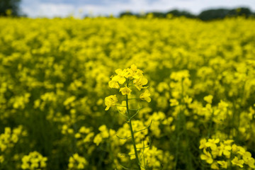 Rapeseed field