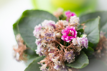 Kalanchoe Blossfeld. Indoor plant. Flower in a flowerpot. Blooming inflorescences. Lonely living flower among the withered. One among the rest. Kalanchoe with flowers.