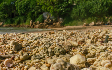 island beach sand covered many dead corrals