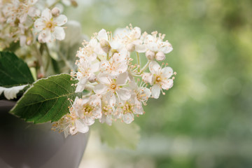 The white blossoms of the mountain ash close up. White flowers in a small white vase on a blurred green background for design on the theme of spring, spring wedding, decor.
