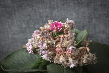 Kalanchoe Blossfeld. Indoor plant. Flower in a flowerpot. Blooming inflorescences. Lonely living flower among the withered. One among the rest. Kalanchoe with flowers.