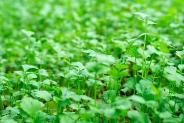 Fresh leaves of young coriander, fresh vegetables