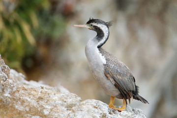 Spotted shag at Taiaroa Head, Otago Peninsula, New Zealand