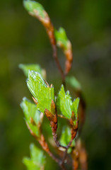 branch with raw beech leaves