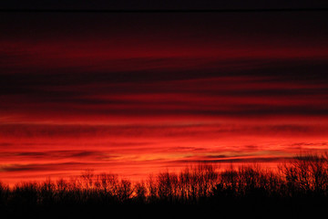 Fototapeta premium Red Sunrise with Tree Silhouettes 