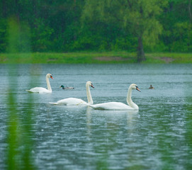 
wild white swans and wild ducks swim in the forest lake in the rain