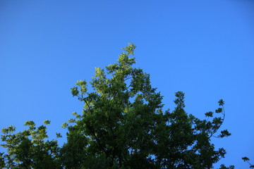 tree branches against blue sky