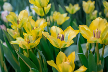 Obraz premium Spring Flowers bunch. Beautiful yellow Tulips with selective focus.
