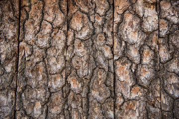 Nice Close up of tree trunk cortex texture