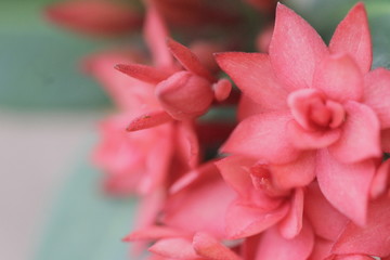 Fototapeta premium The beautiful flowers