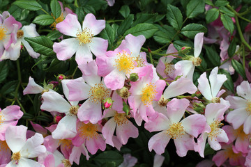 Pink, White and Yellow Blooms
