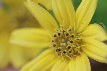 The Beautiful yellow flowers