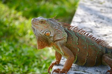 Fototapeta premium Close-up of a green iguana