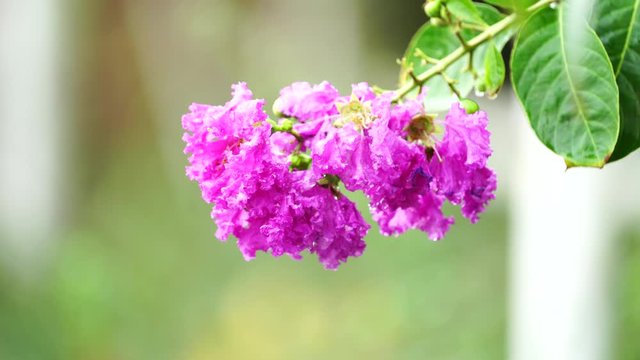 Pride of India , Queen's flower, Lythraceae flowers or Tabak trees, Bungor with green background.