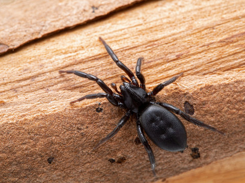 P1010043 black ground spider, Drassyllus depressus, Boundary Bay, Delta, BC cECP 2020