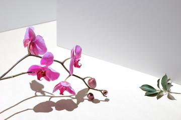 Geometric composition with pink orchid on a white background. Angles, shadows and perspective in the frame