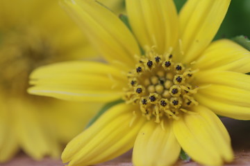 The Beautiful Yellow Flowers